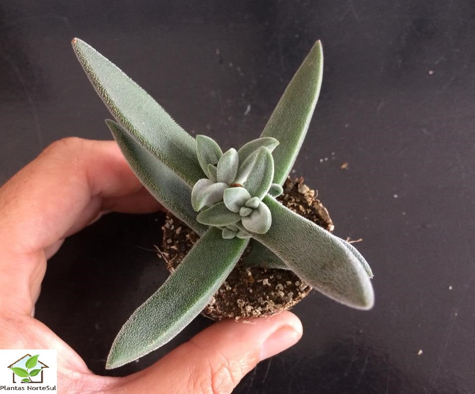 Crassula mesembryanthemoides