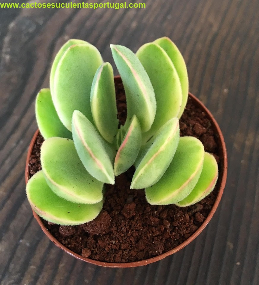 Crassula money maker variegata