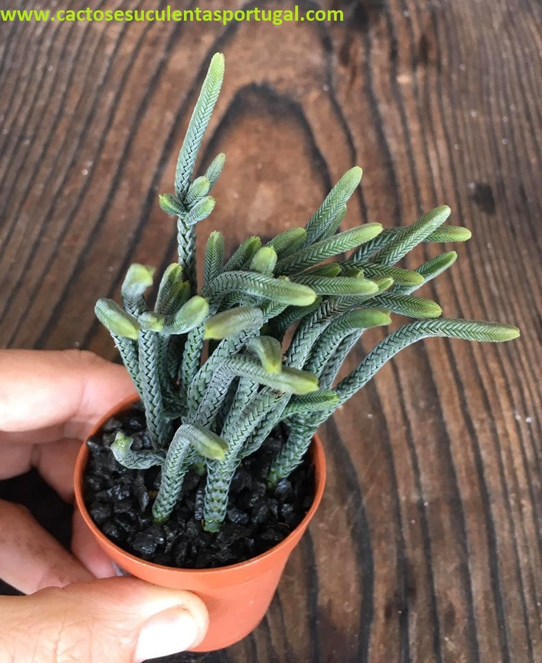 Crassula muscosa f. variegata