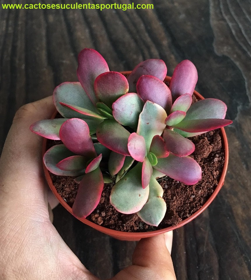 Crassula nudicaulis var. platyphylla variegata