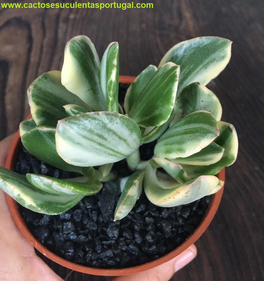 Crassula ovata variegata