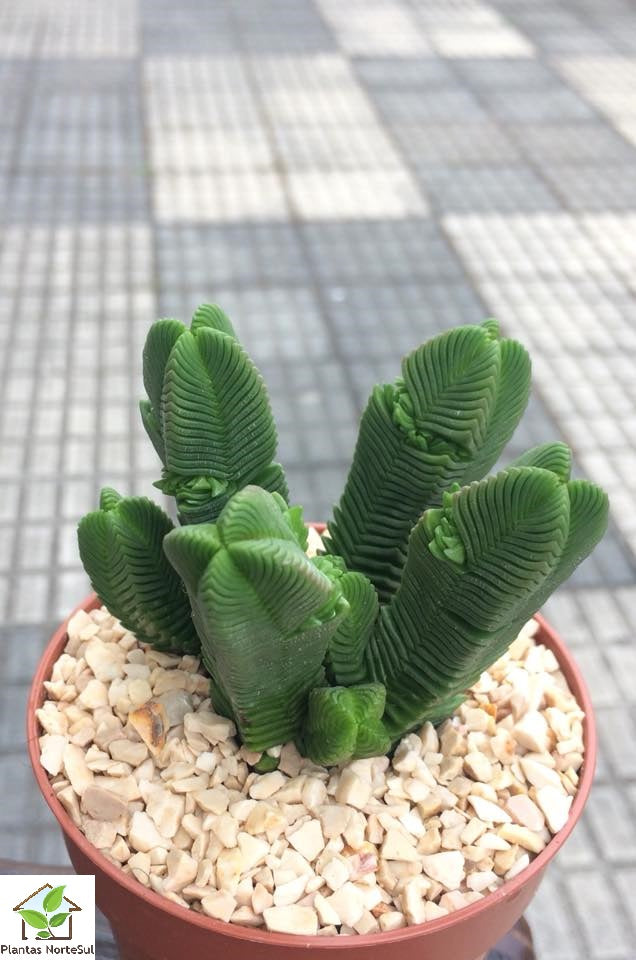 Crassula pyramidalis