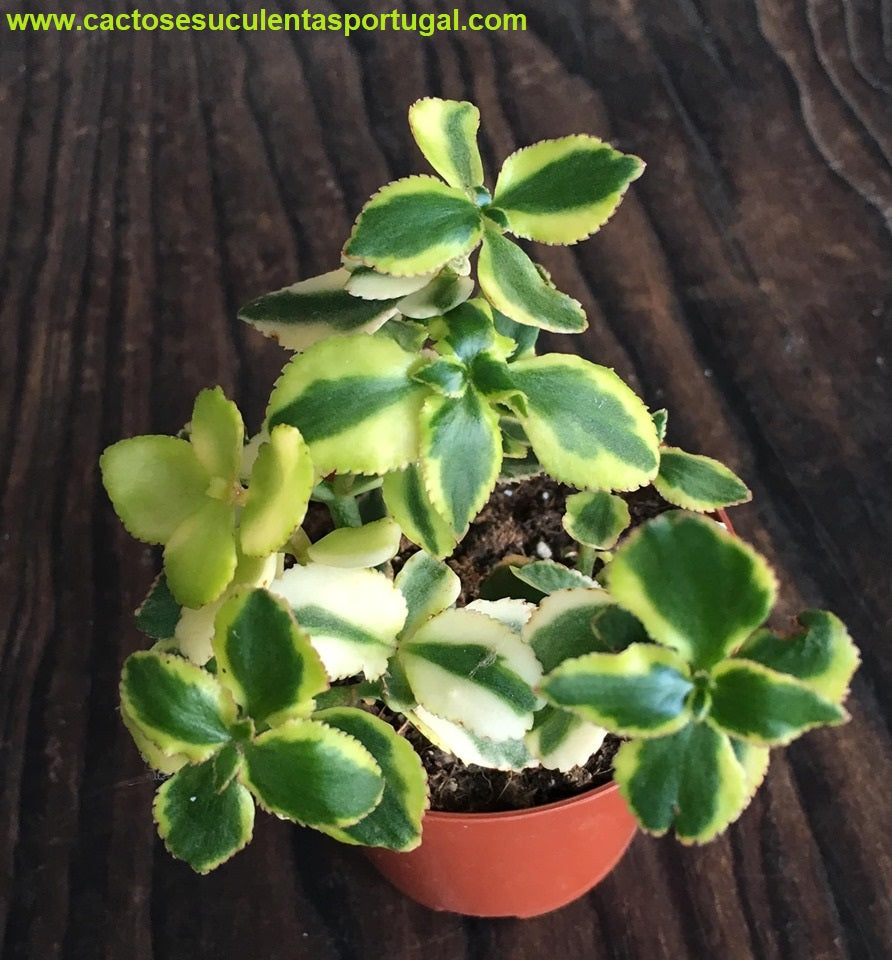 Crassula sarmentosa variegata