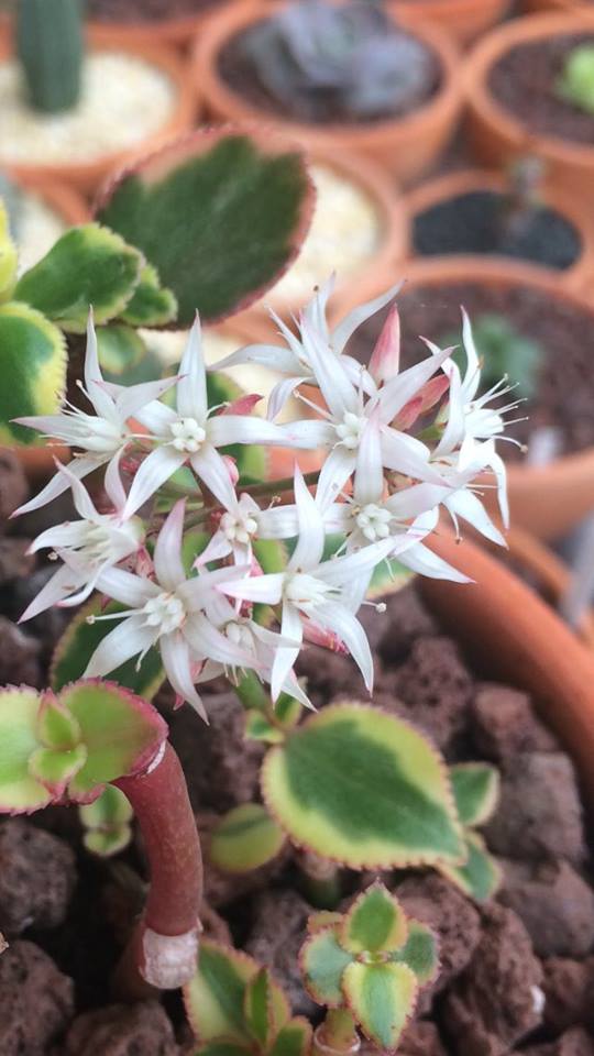 Crassula sarmentosa variegata