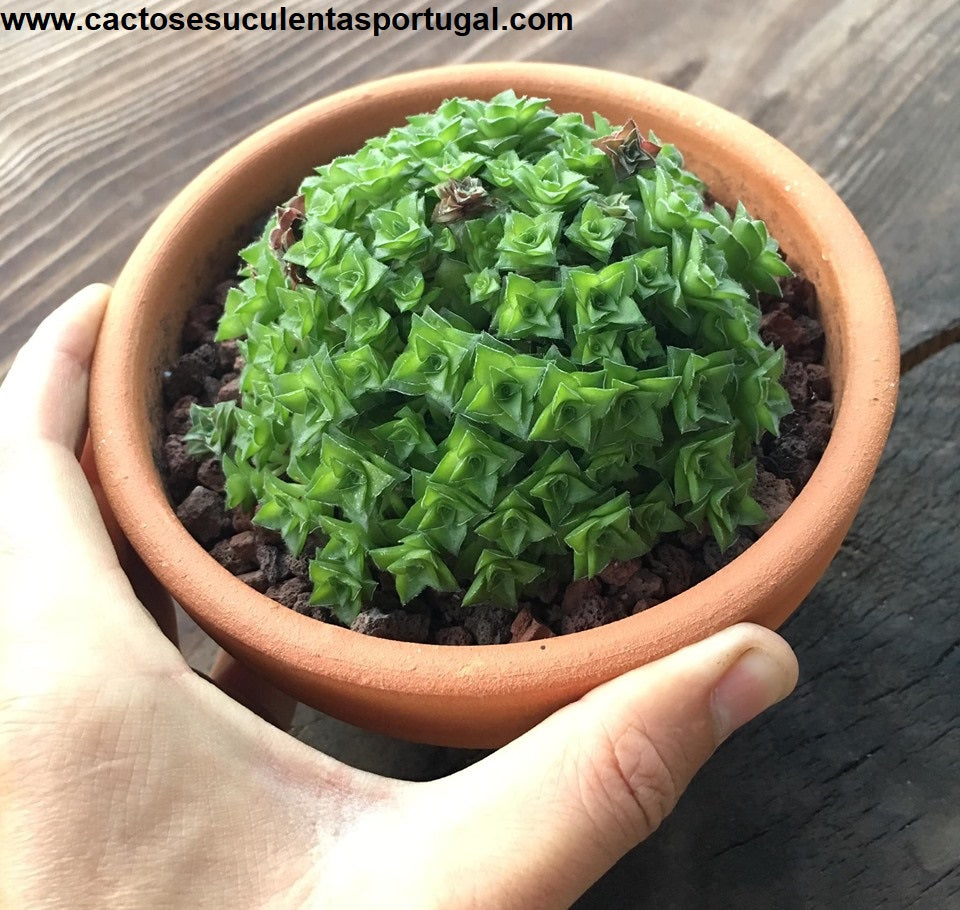 Crassula socialis