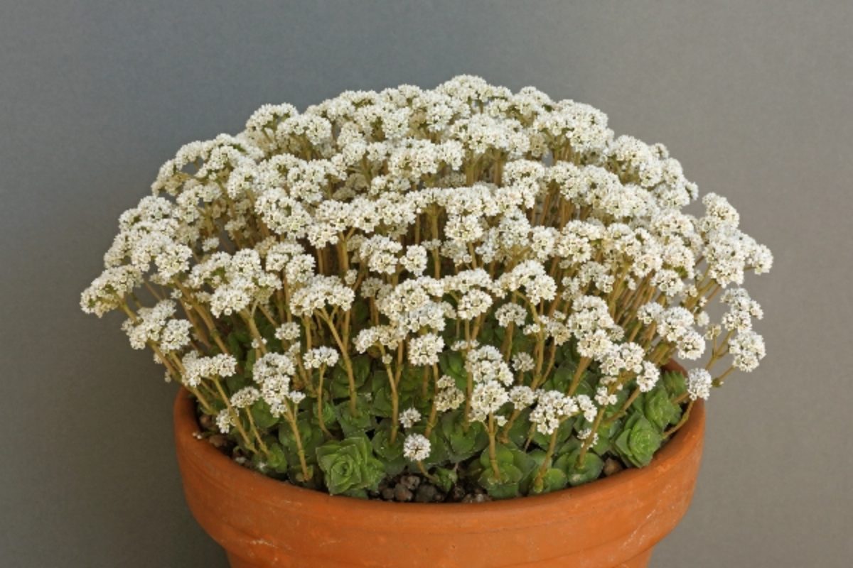 Crassula socialis