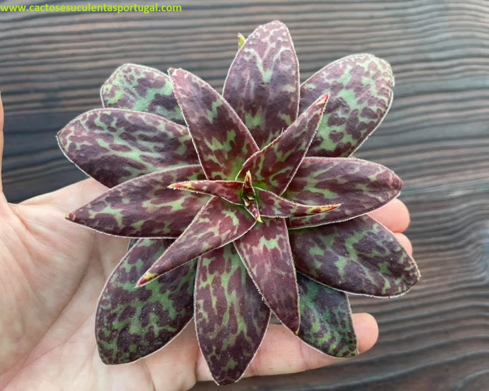Crassula alba var. parvisepala