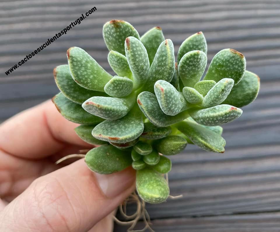 Crassula ausensis ssp. ausensis
