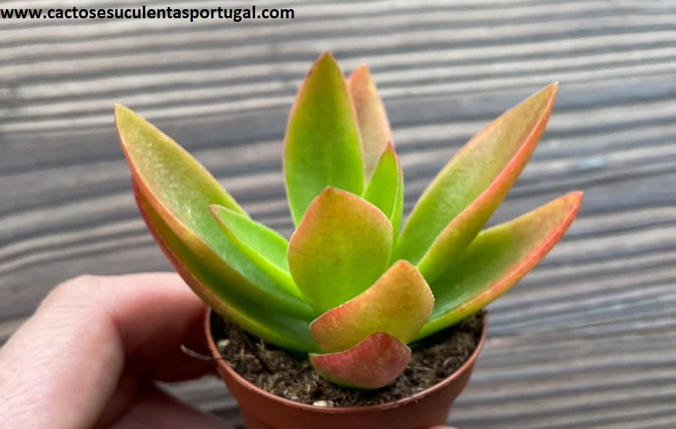 Crassula capitella ‘Campfire’