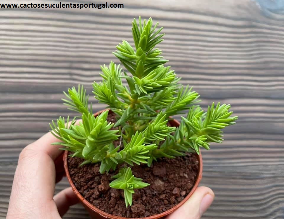 Crassula ericoides spp.
