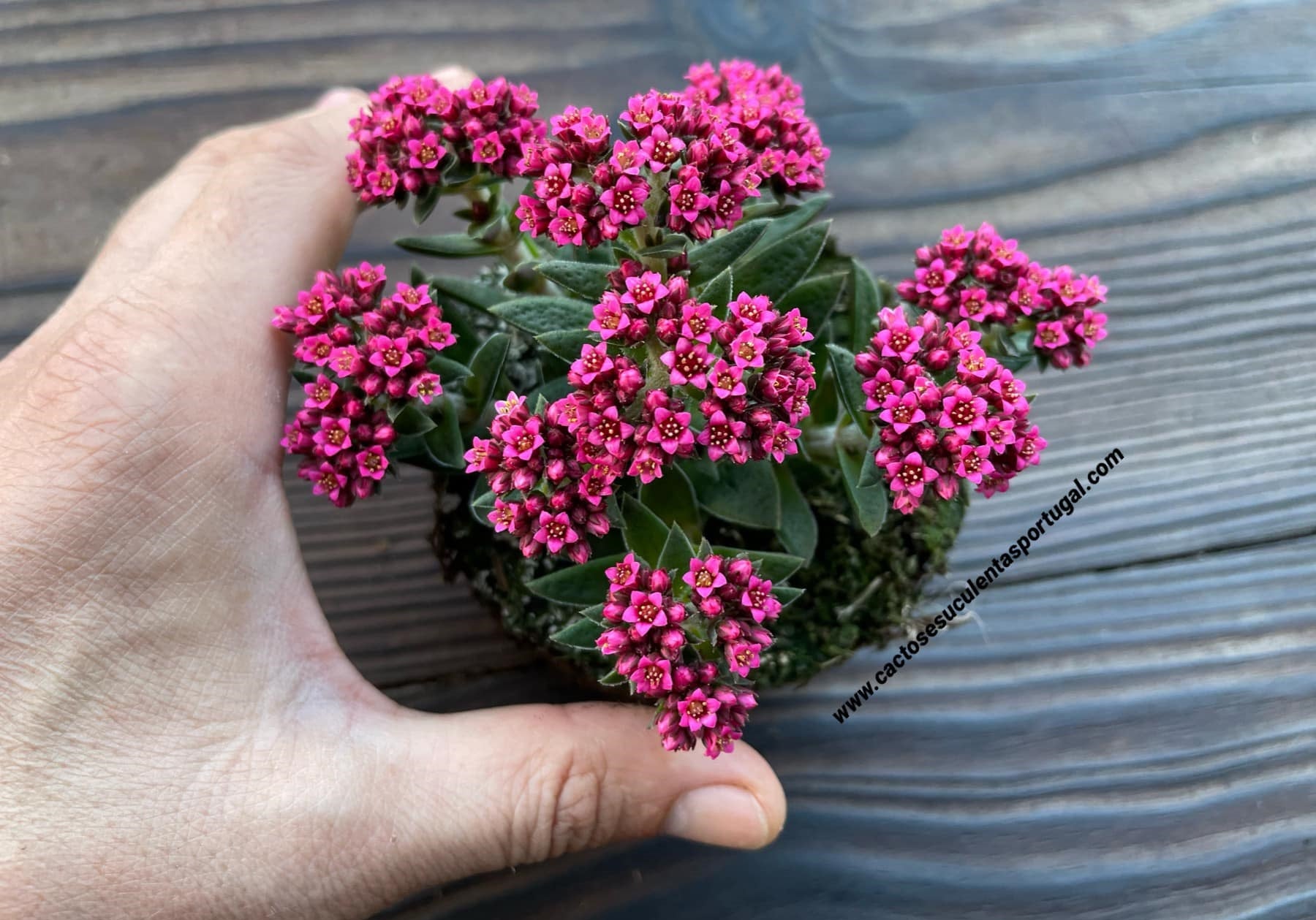 Crassula exilis ssp. 'schmidtii', rosa-choque clone 2020
