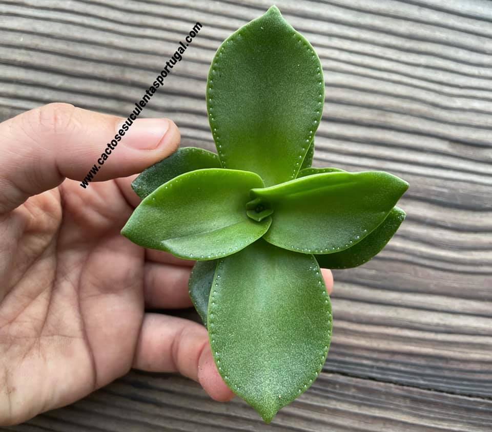 Crassula lactea