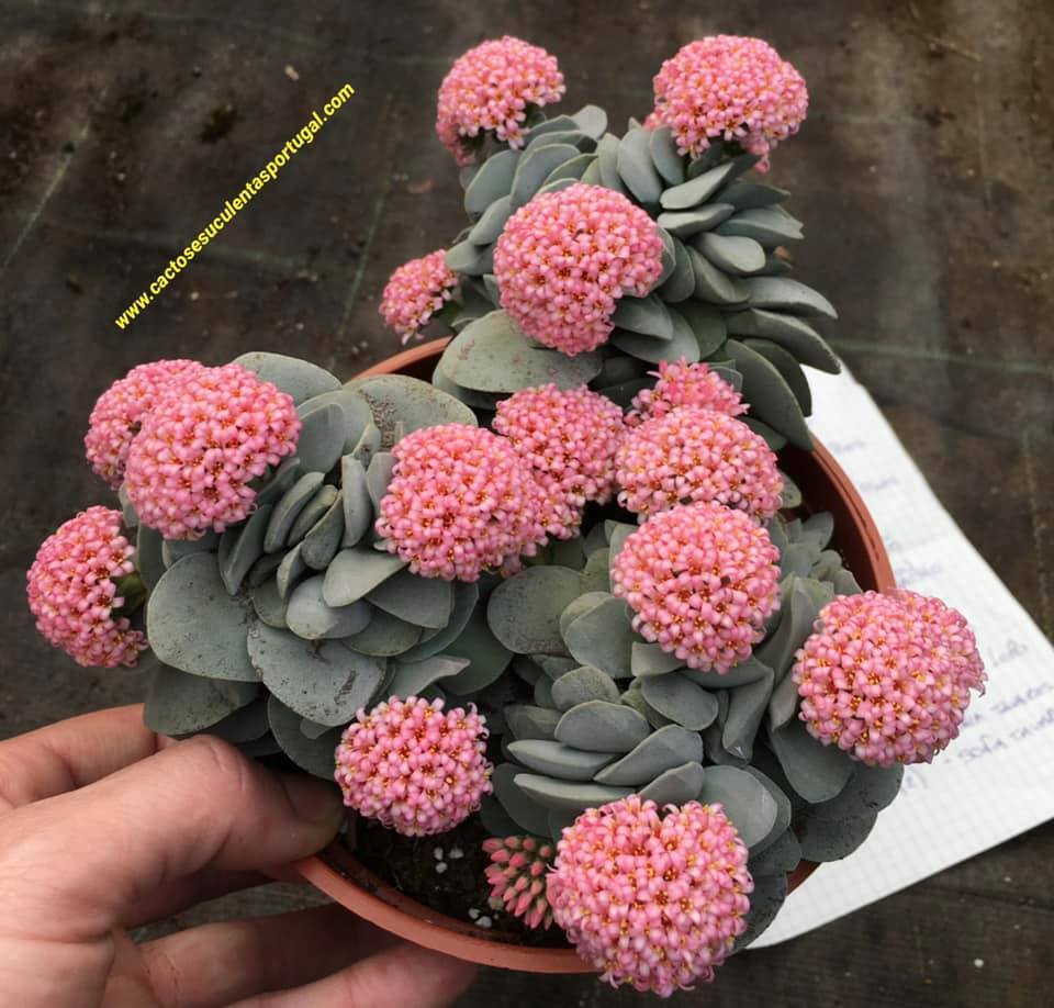 Crassula morgan's beauty