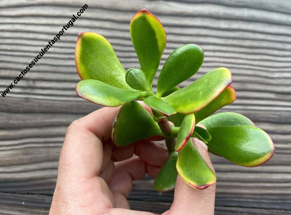 Crassula ovata 'Hummel's Sunset'