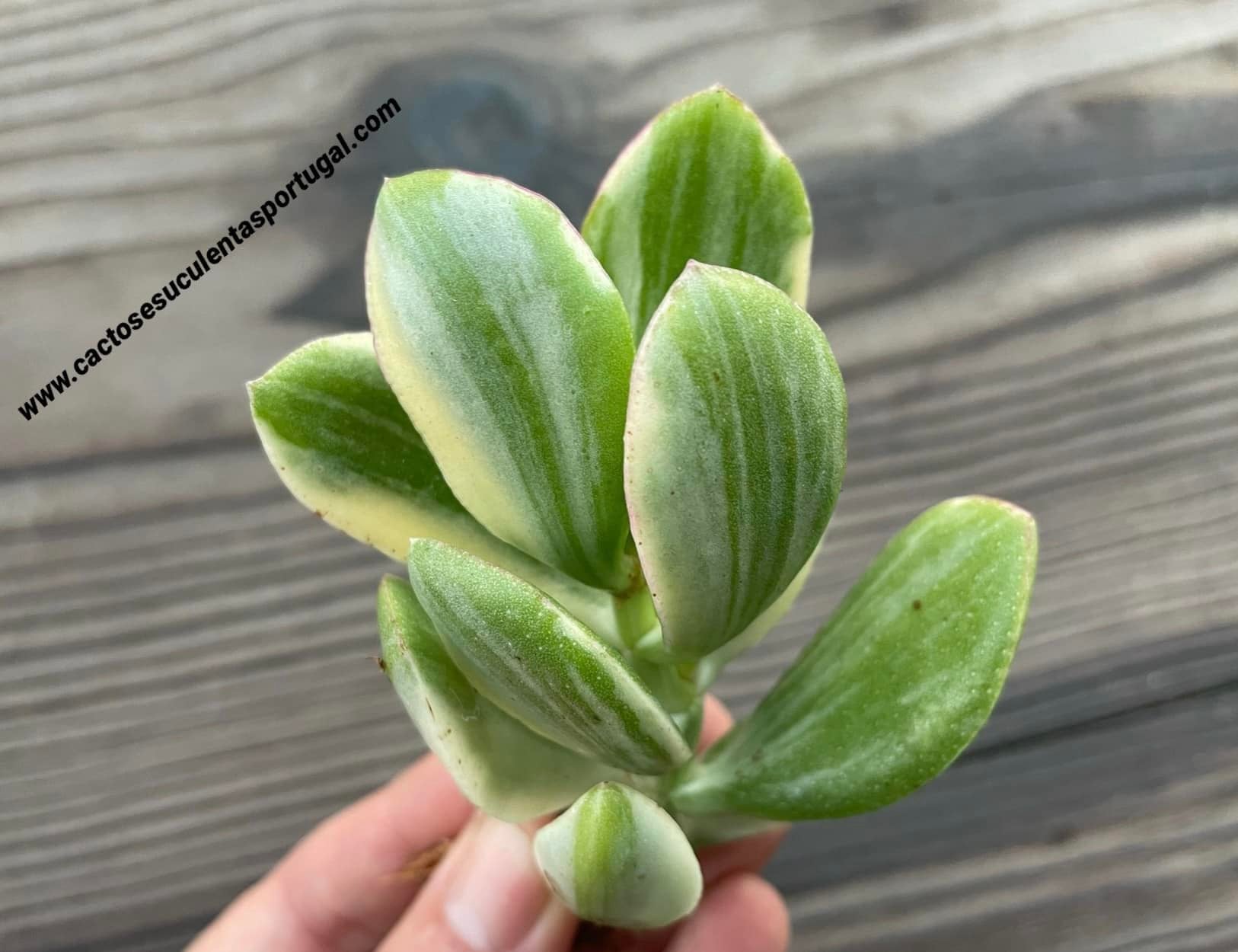 Crassula ovata cv. 'Lemon and Lime'