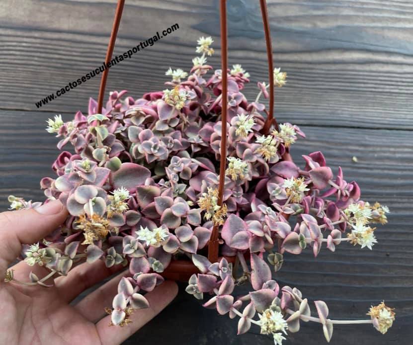 Crassula pellucida ssp. marginalis variegata 15cm diâmetro