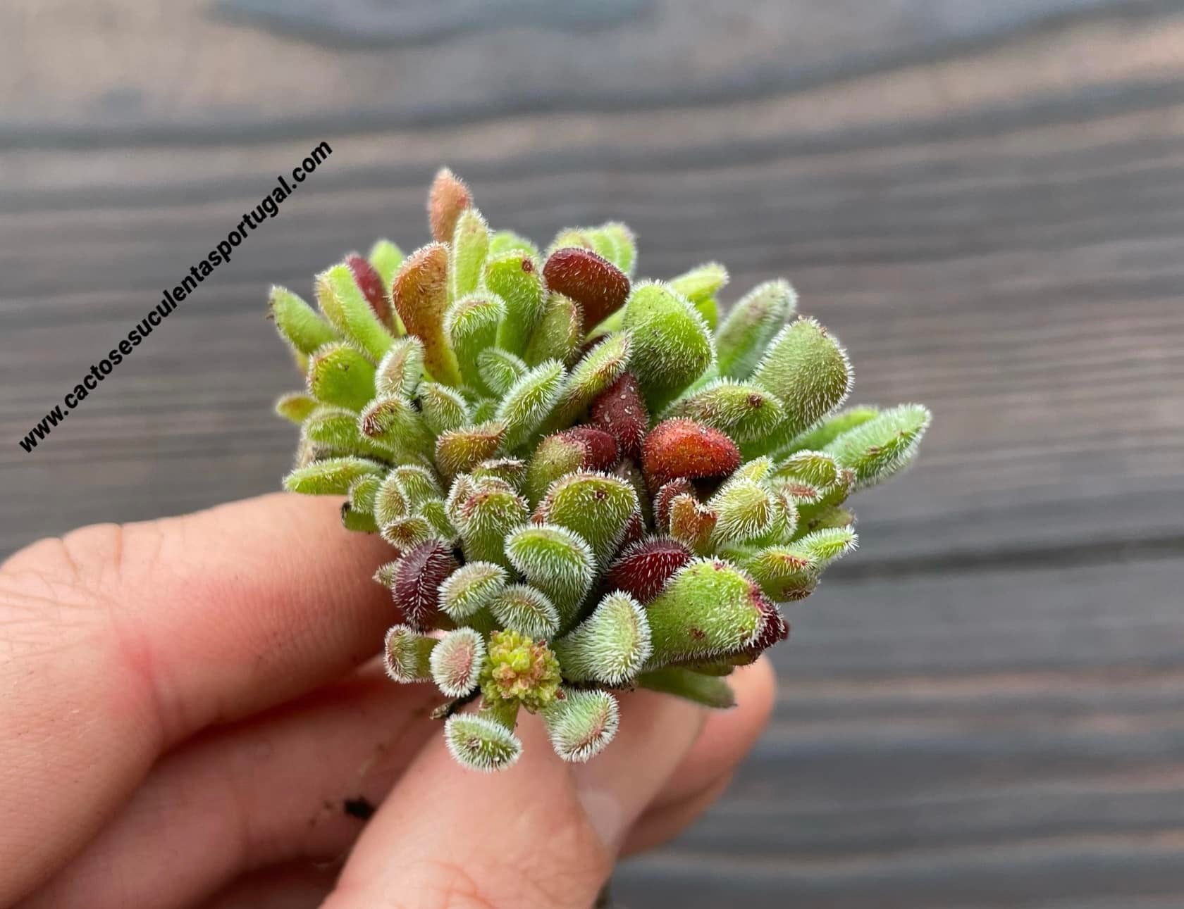 Crassula pubescens