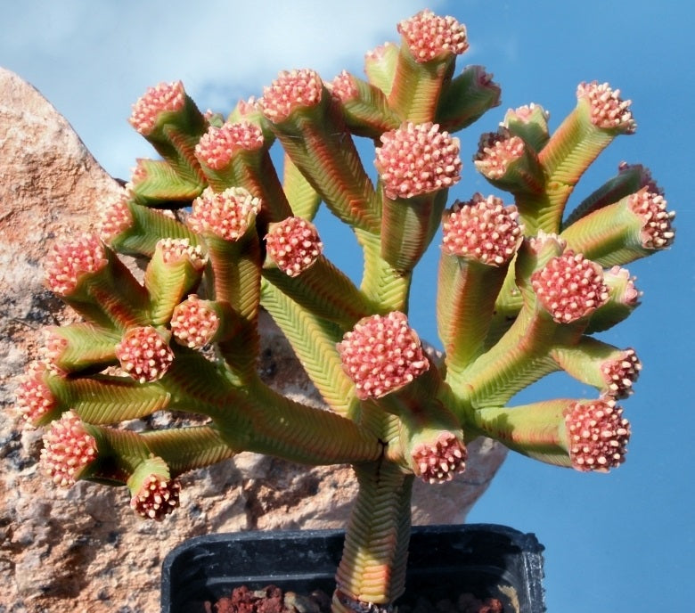 Crassula pyramidalis "Pagoda Mini Jade"