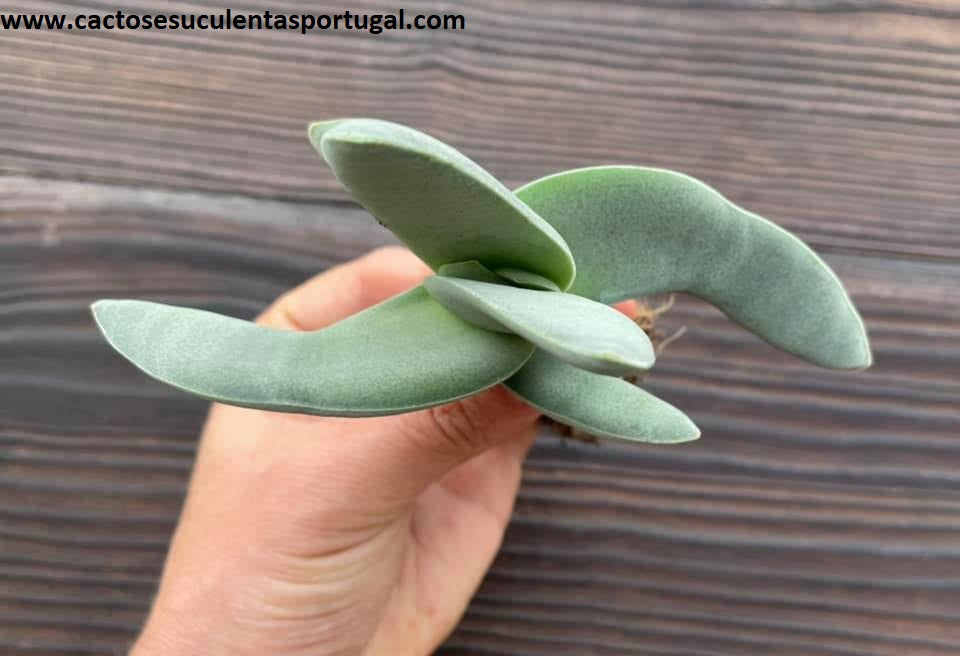 Crassula rochea falcata, ‘Boomerang plant’
