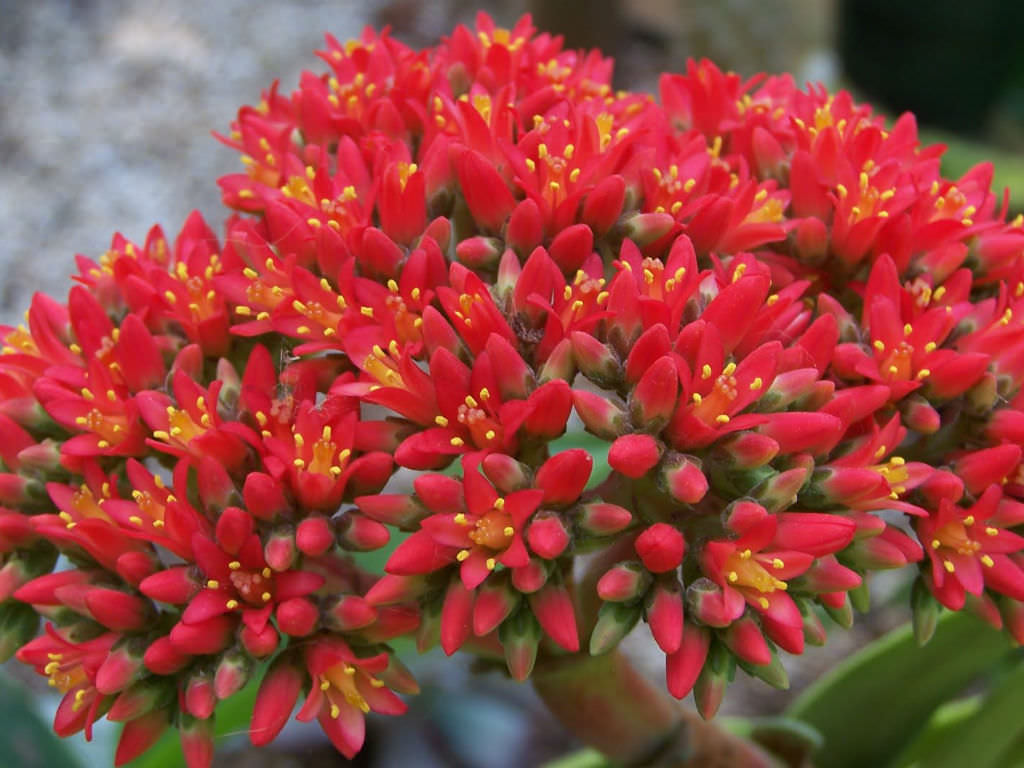 Crassula rochea falcata, ‘Boomerang plant’