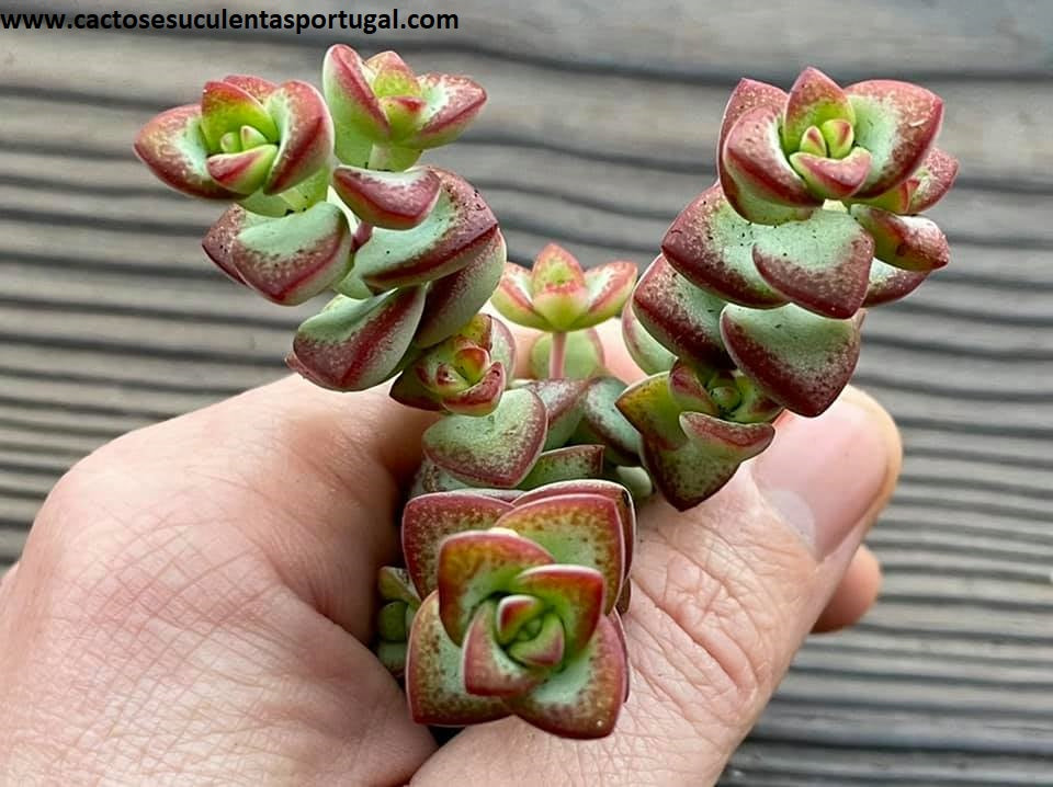 Crassula rupestris 'Aiboshi'