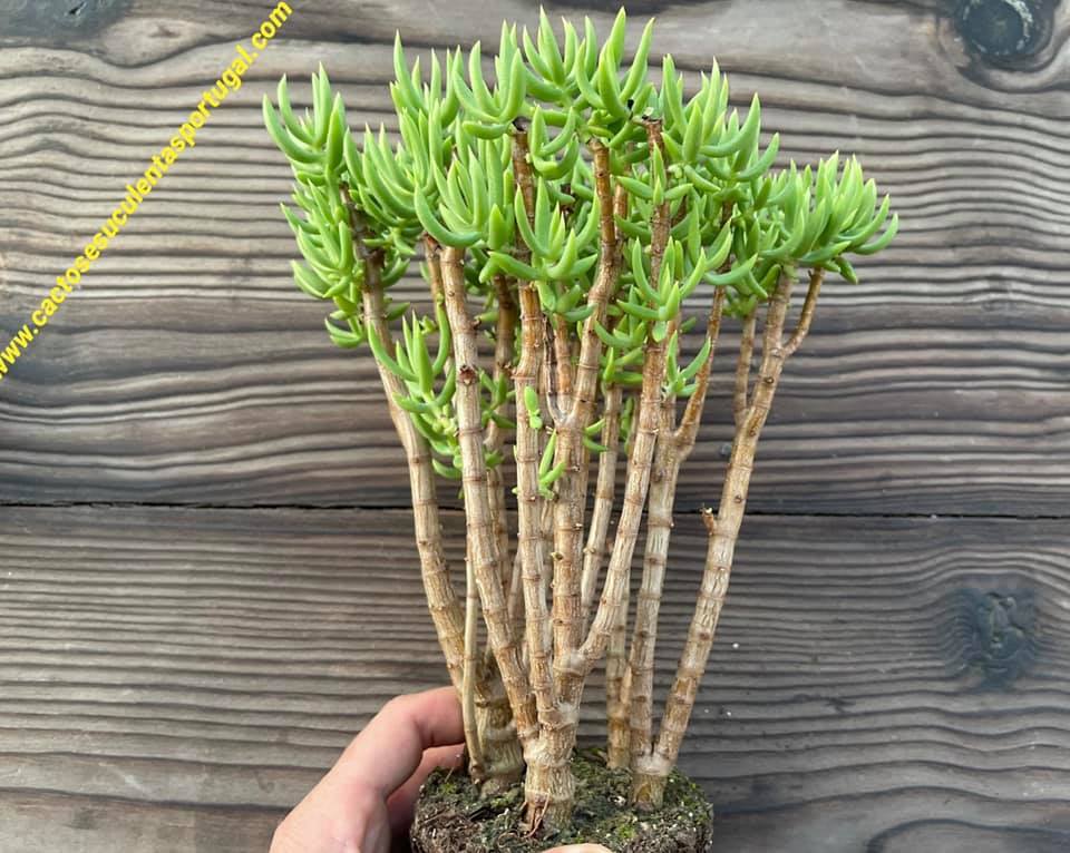 Crassula tetragona, alter Waldbonsai
