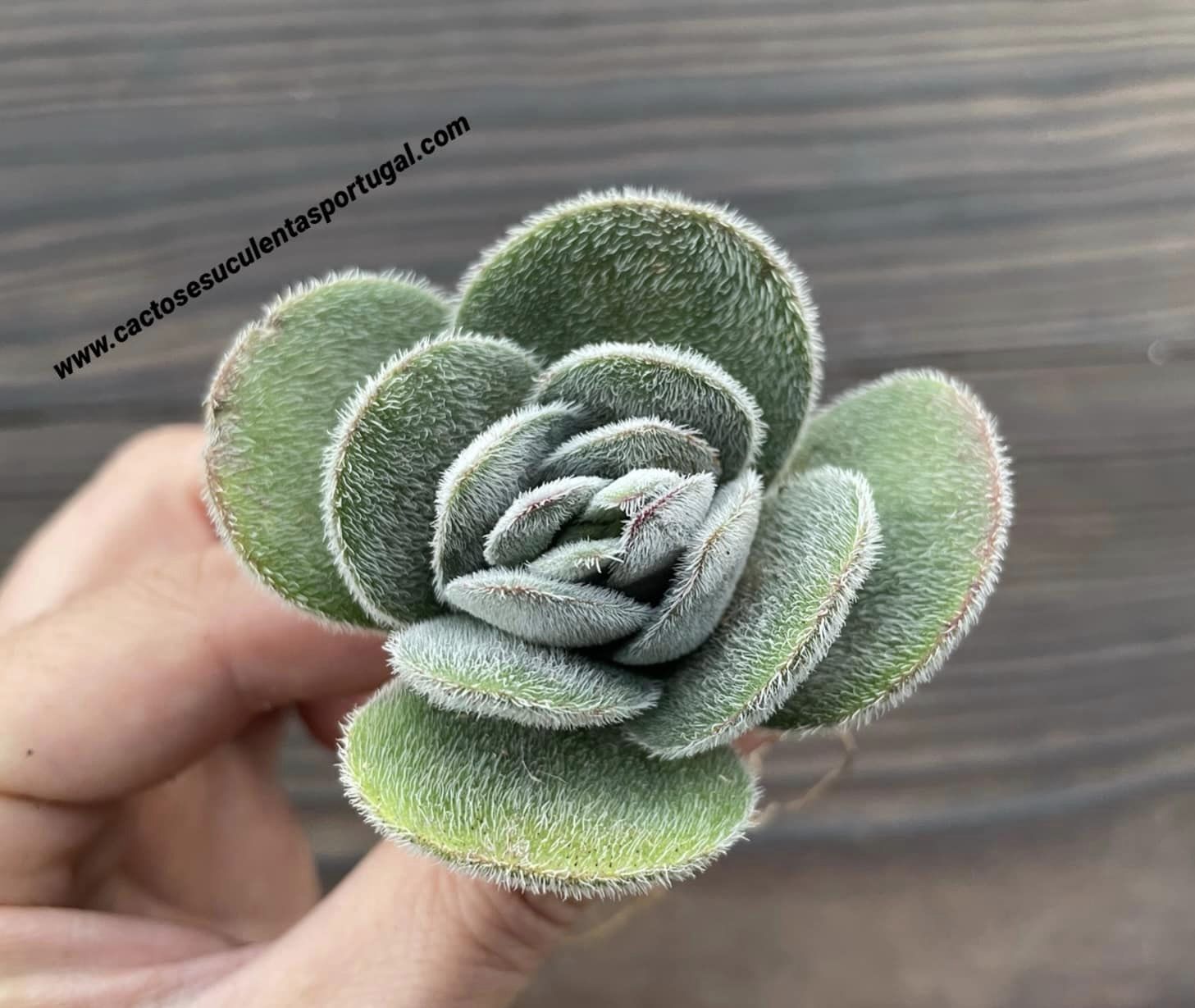 Crassula tomentosa x barbata, lote 2020