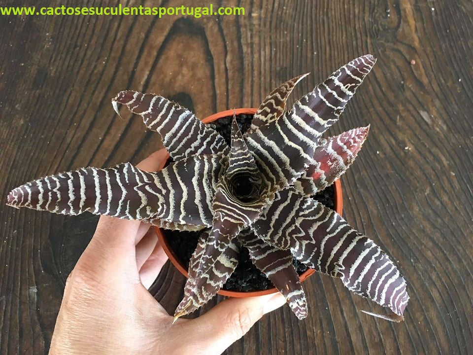 Cryptanthus Zonatus var. Zebrinus