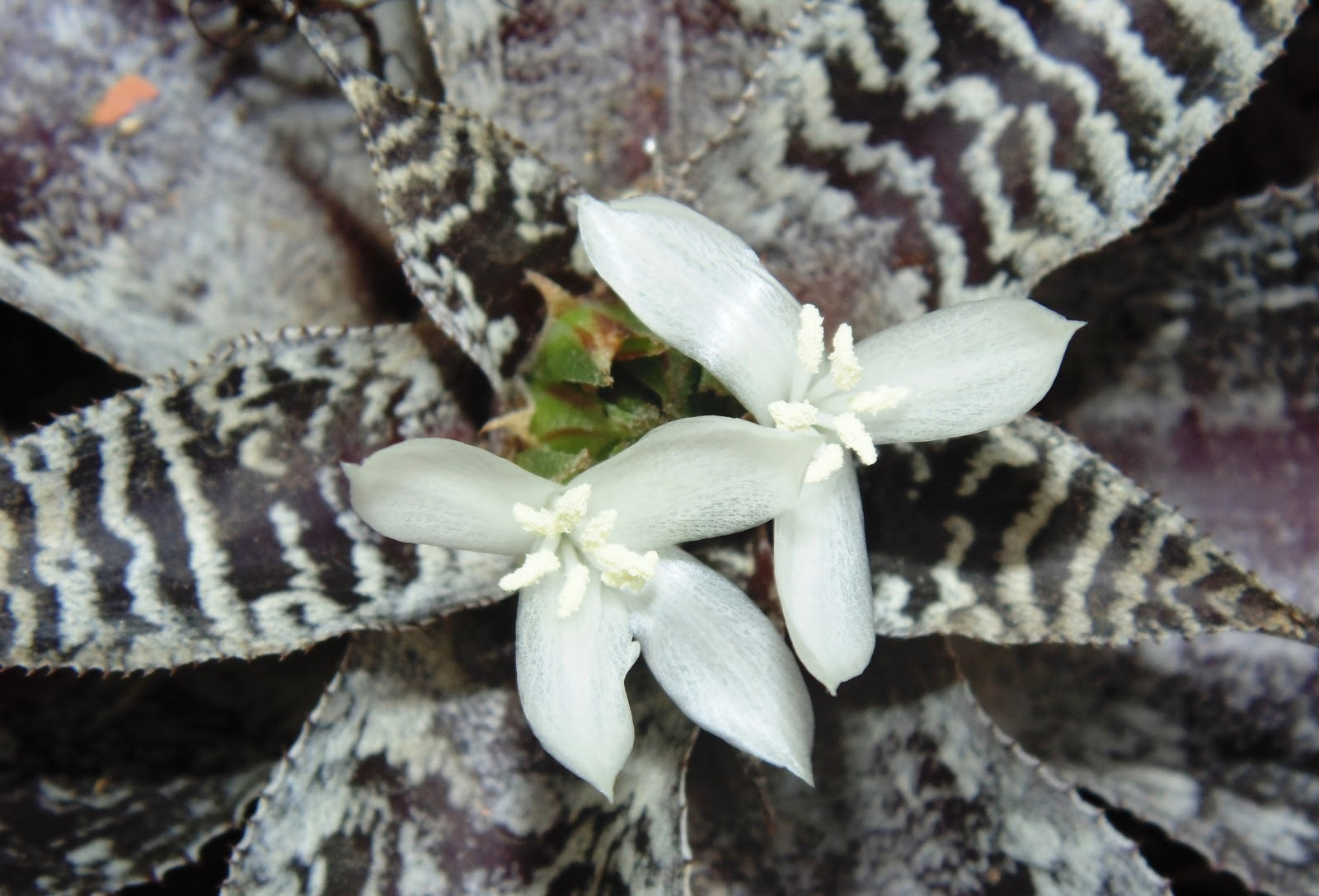 Cryptanthus Zonatus var. Zebrinus
