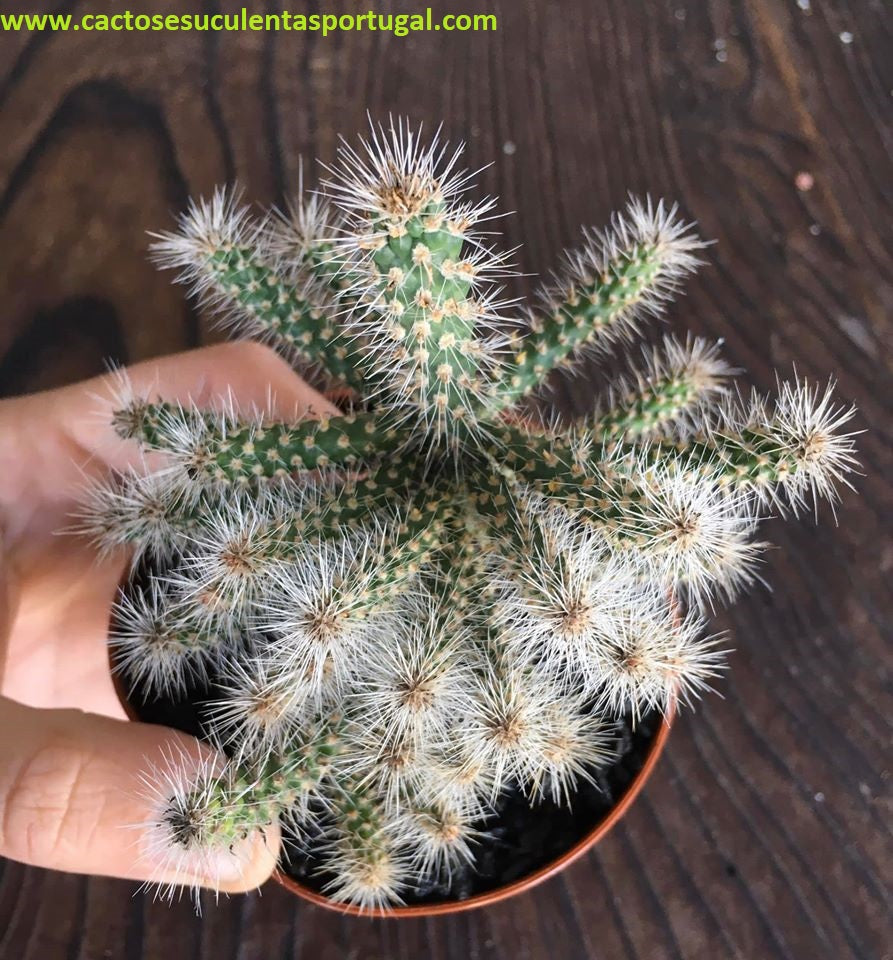 Cylindropuntia spinosior