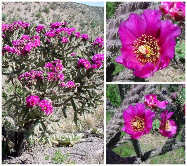 Cylindropuntia spinosior