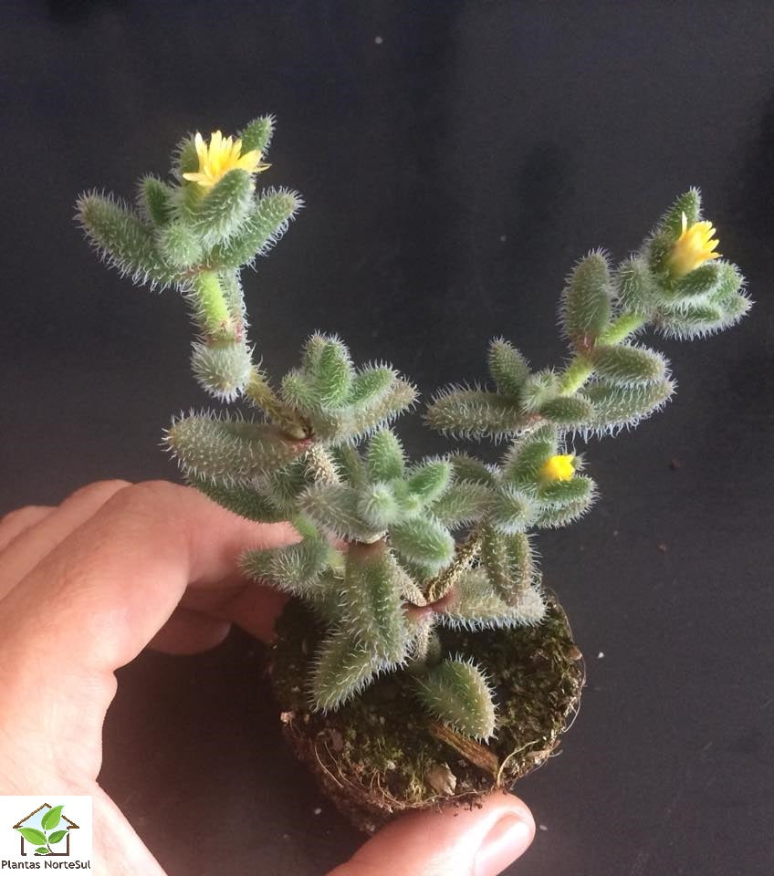 Delosperma echinatum
