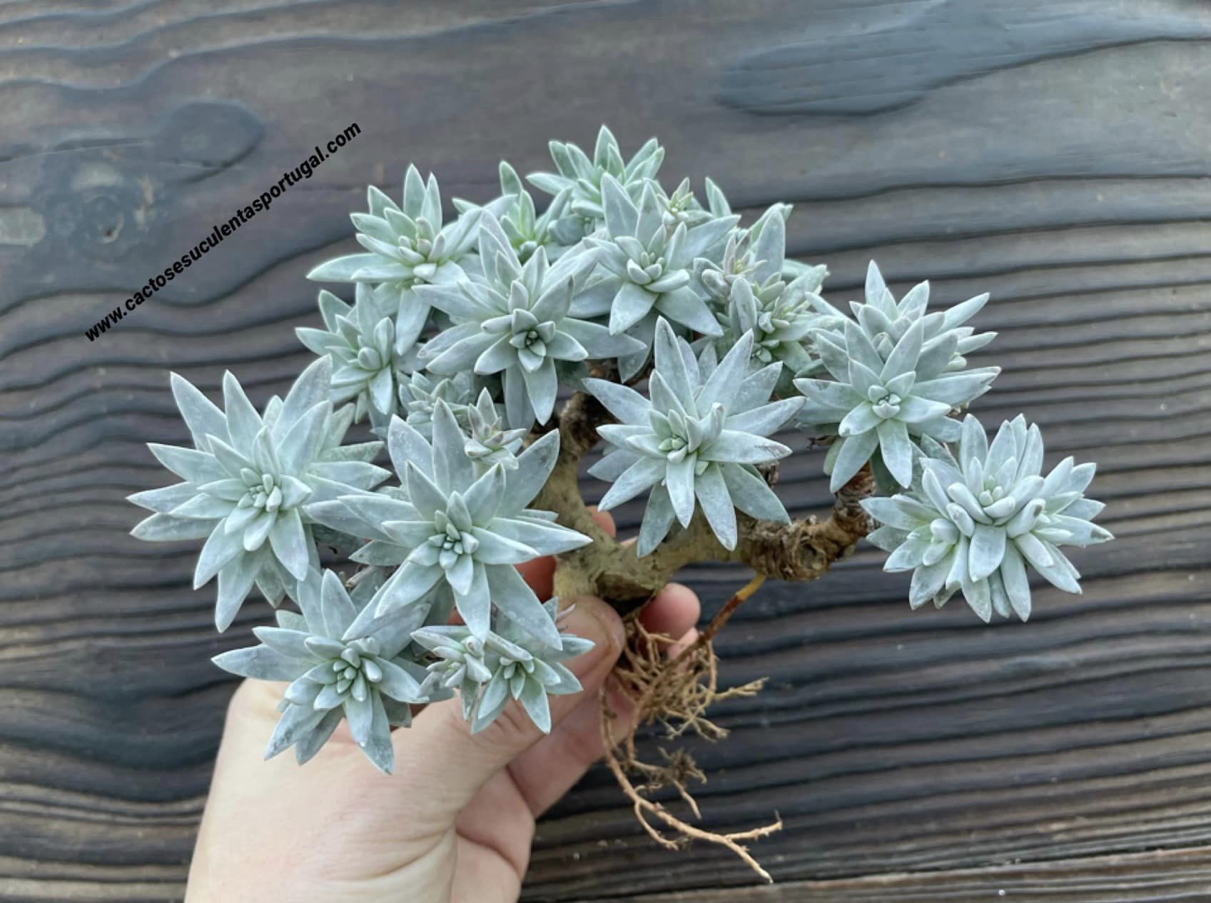 Dudleya greenei, form. bonsai bouquet