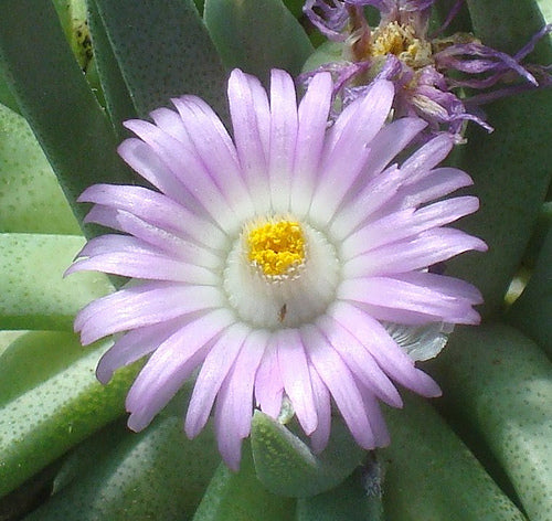 Ebracteola wilmaniae
