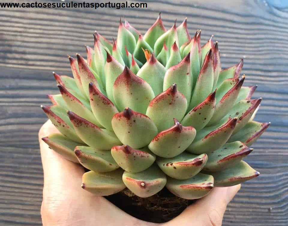 Echeveria Agavoides Ebony