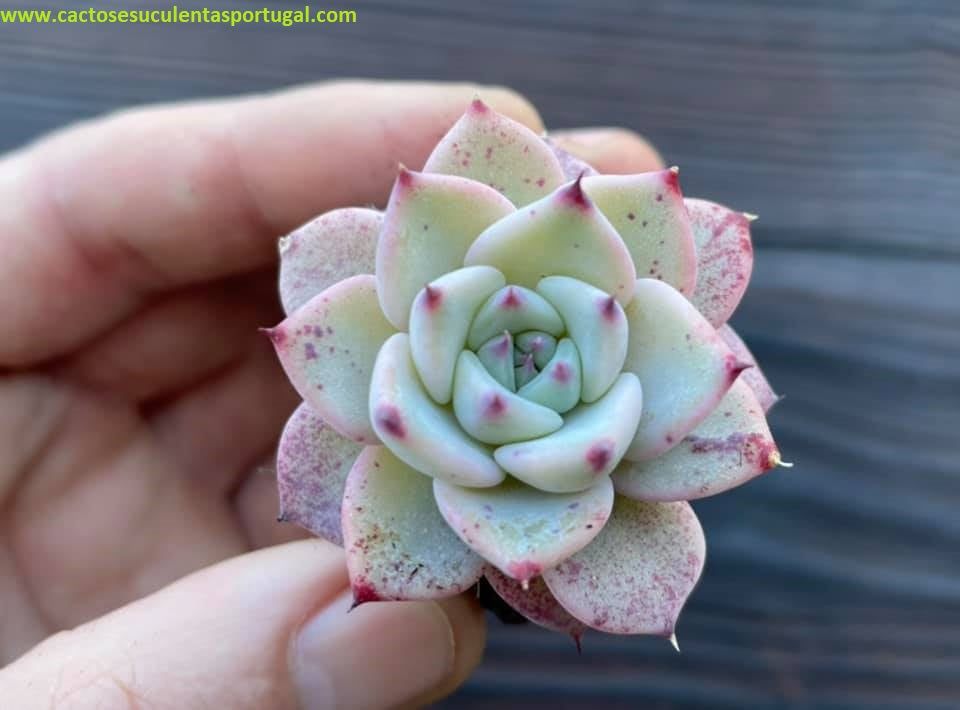 Echeveria Beatrice