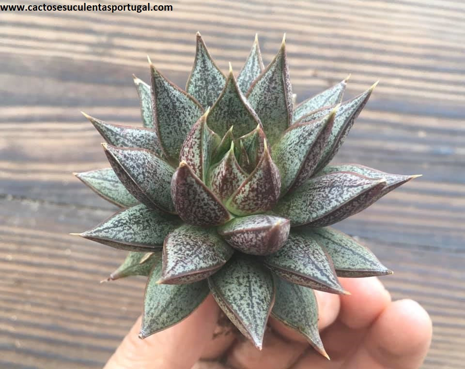 Echeveria 'Belle Etoile' hibrida da E. purpusorum X (unknown yet)