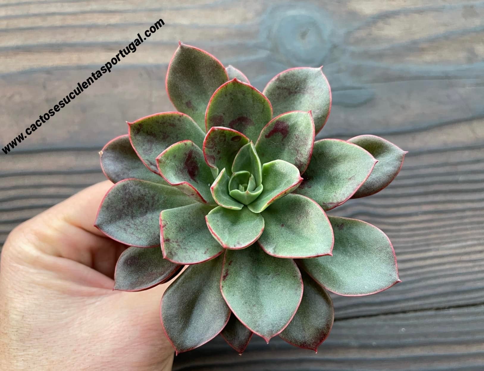Echeveria Canaliculata x Longissima
