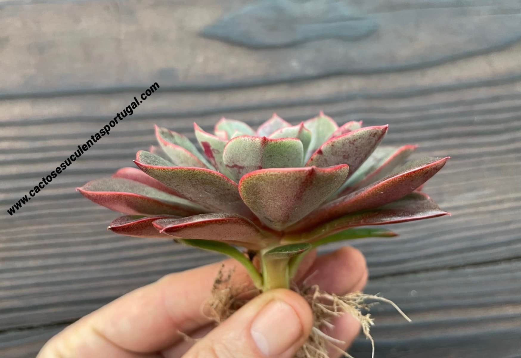 Echeveria Canaliculata x Longissima