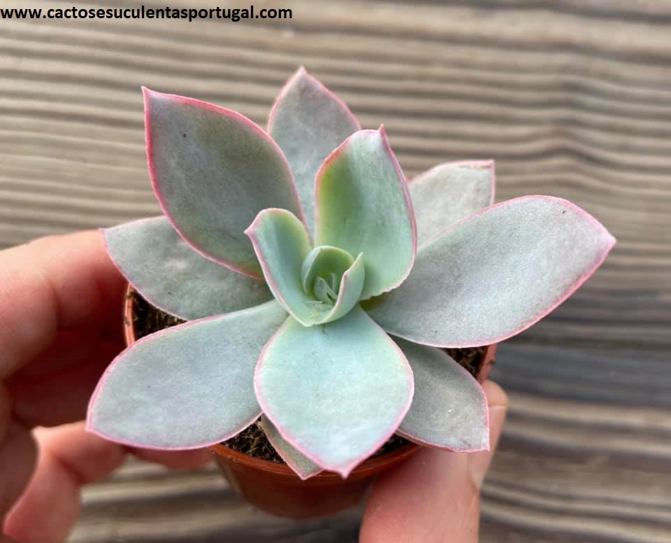 Echeveria Cante