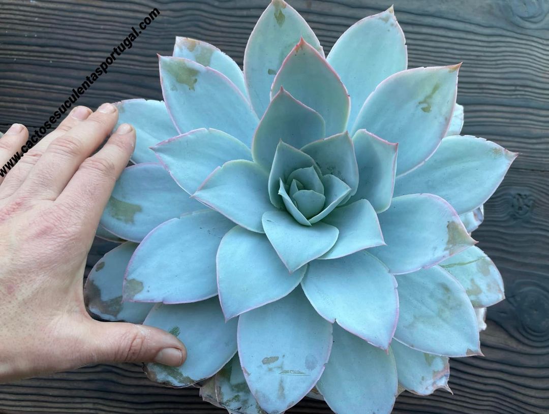 Echeveria Cante