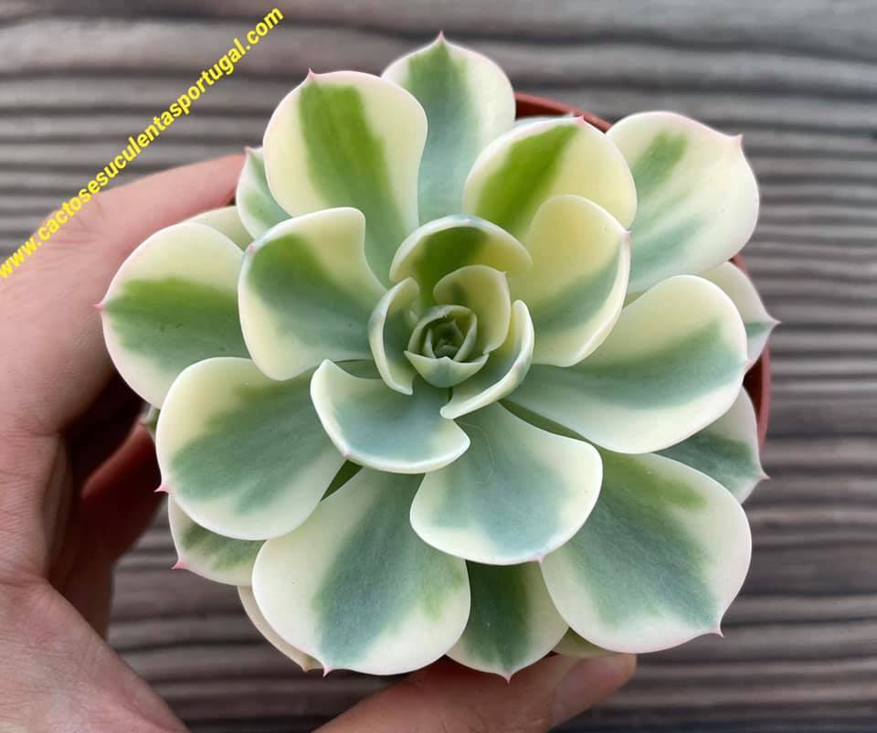 Echeveria Compton Carousel