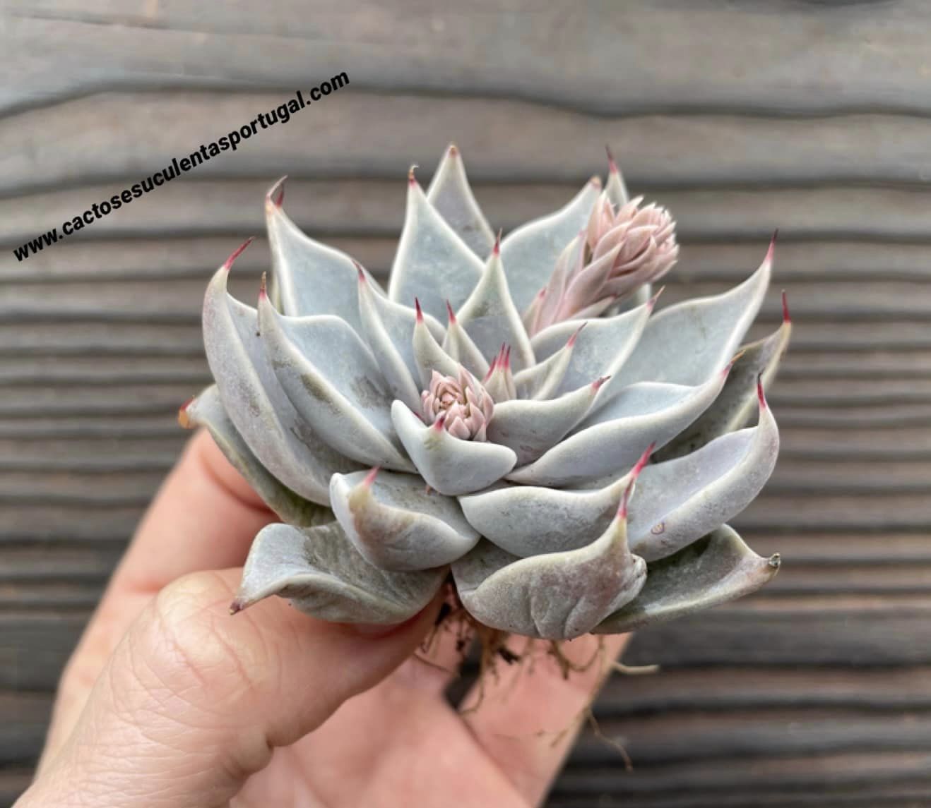 Echeveria cuspidata 'Menchaca'