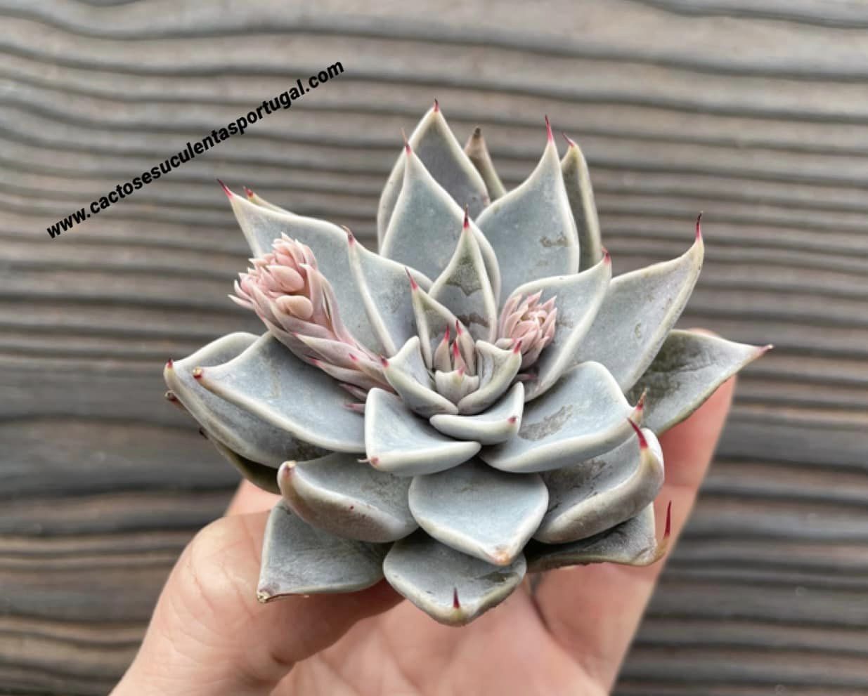 Echeveria cuspidata 'Menchaca'