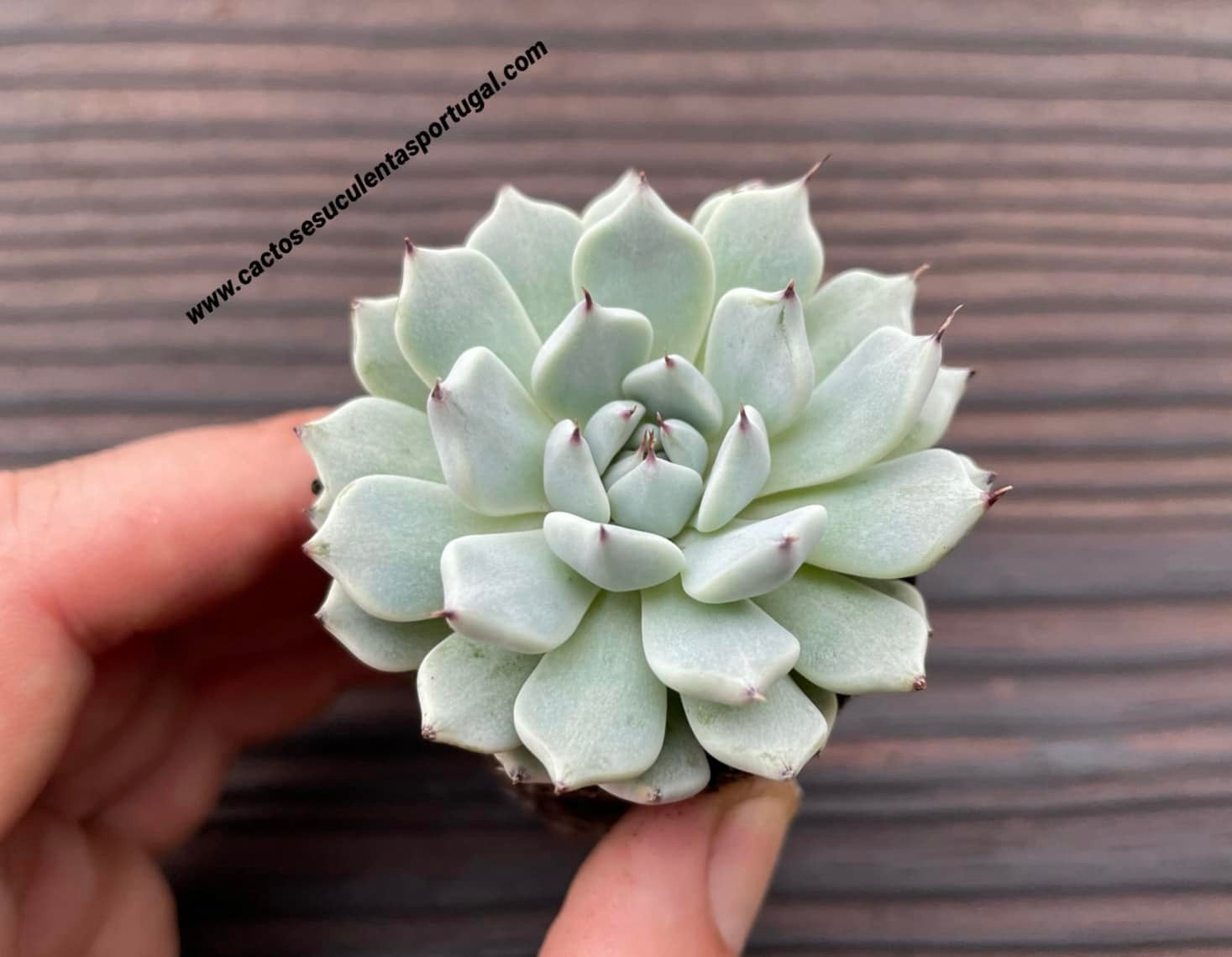 Echeveria Cuspidata var. Zaragozae