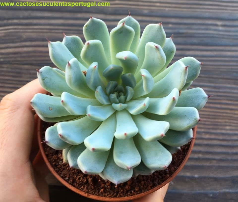 Echeveria Cuspidata var. Zaragozae