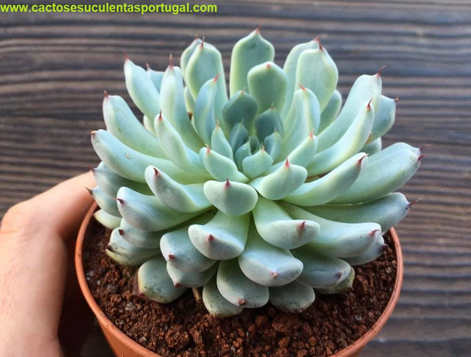 Echeveria Cuspidata var. Zaragozae
