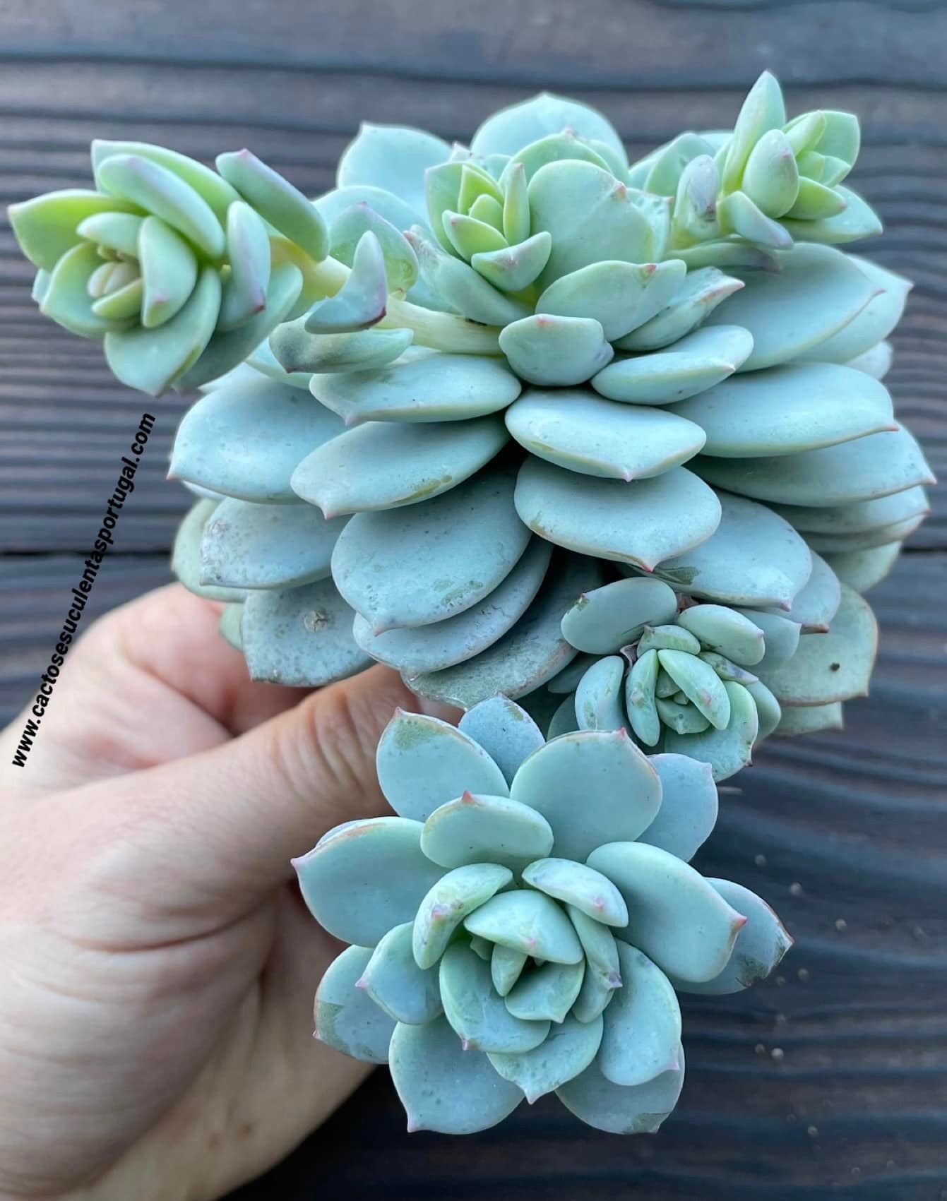 Echeveria Delulu