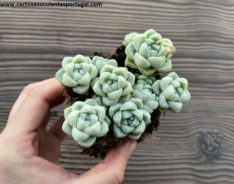 Echeveria Elegans Albicans form. compact bouquet