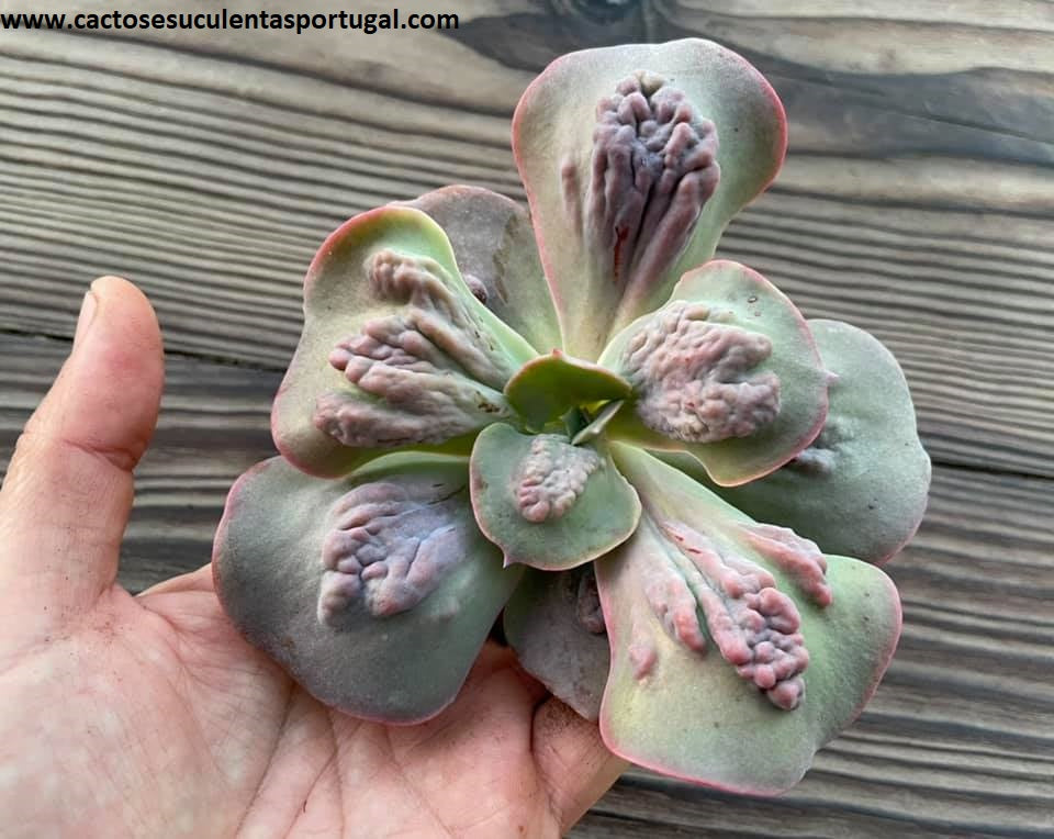Echeveria Gibbiflora 'Paul Bunyan'